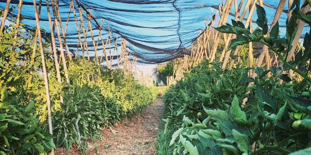 Una empresa para ofrecer la excelencia de los pequeños productores del campo cordobés