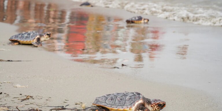 Siete tortugas nacidas de un nido de Dénia el pasado verano ya están en el mar tras «coger fuerzas»