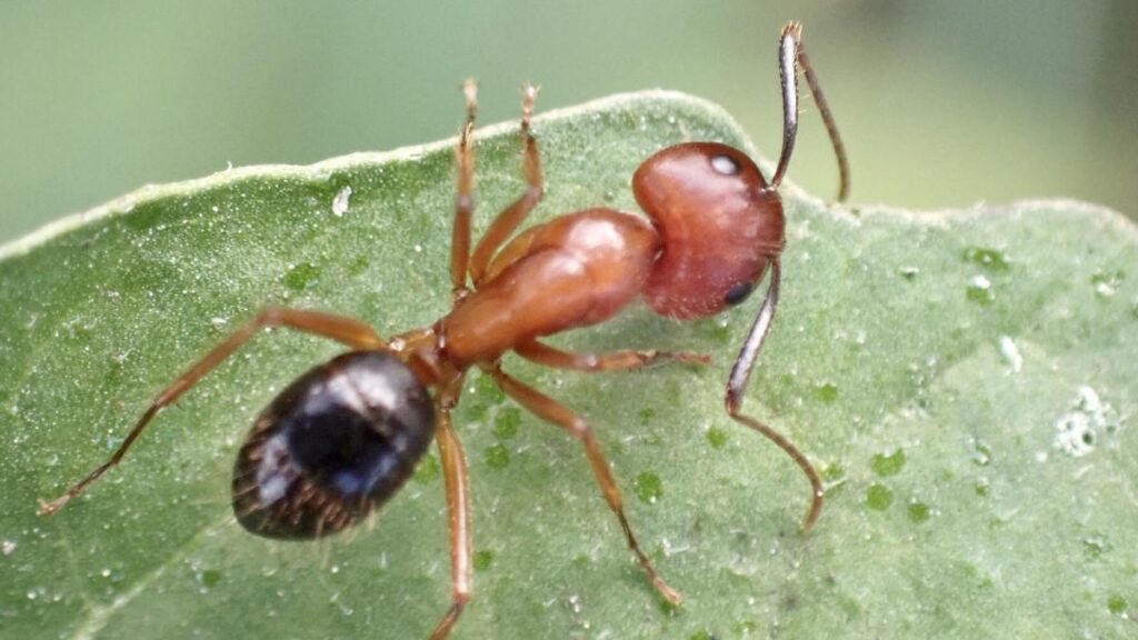 Imagen de archivo de una hormiga carpintera de Florida (Camponotus floridanus).