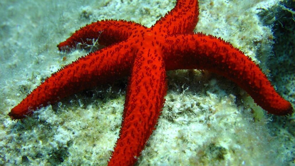 ¿Por qué no hemos de tocar ni sacar del agua a las estrellas de mar?
