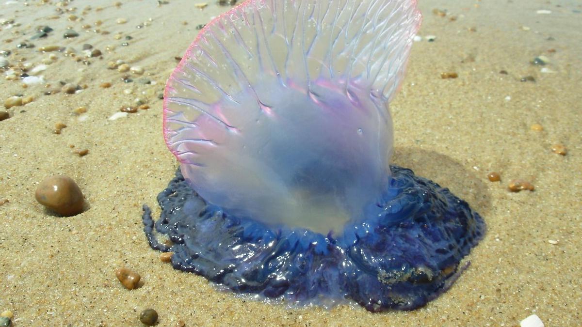 Las carabelas portuguesas tienen una potente picadura