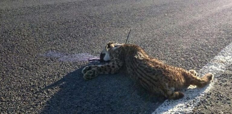 Muere atropellada en la A-49 una hembra de lince diez días después de que la especie saliera del peligro de extinción'