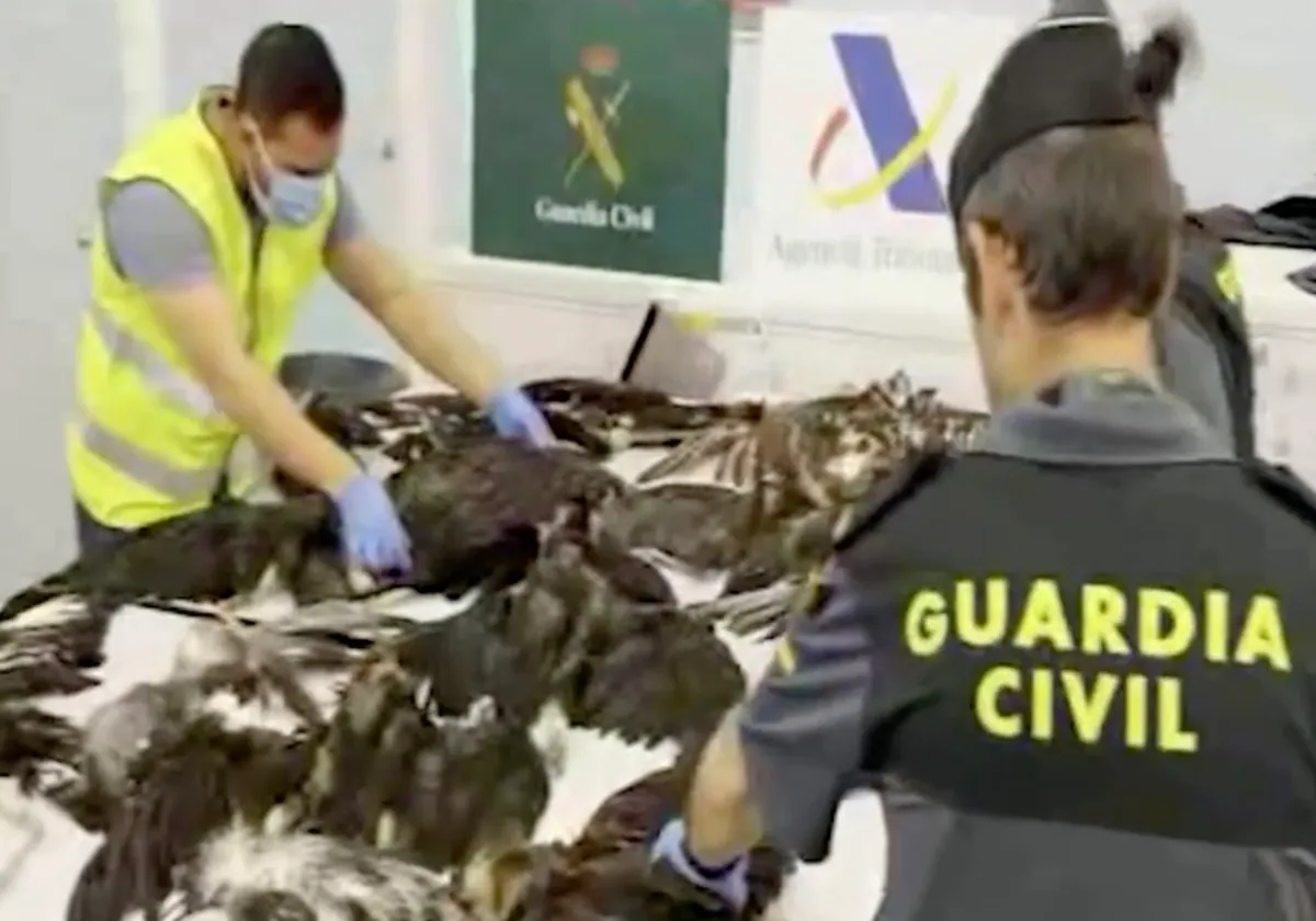 Detenido en el aeropuerto de Barcelona por transportar 38 pájaros muertos en dos maletas