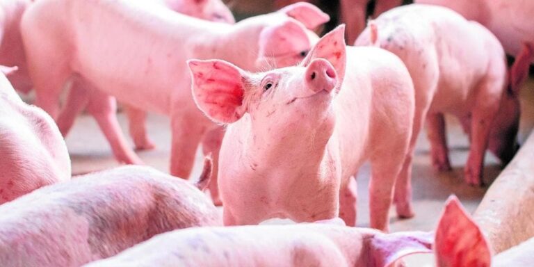 «Preocupación» en el porcino por la amenaza del veto chino: «Sería un problema serio»