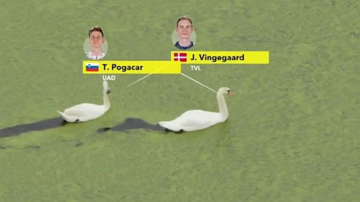 Los cisnes.