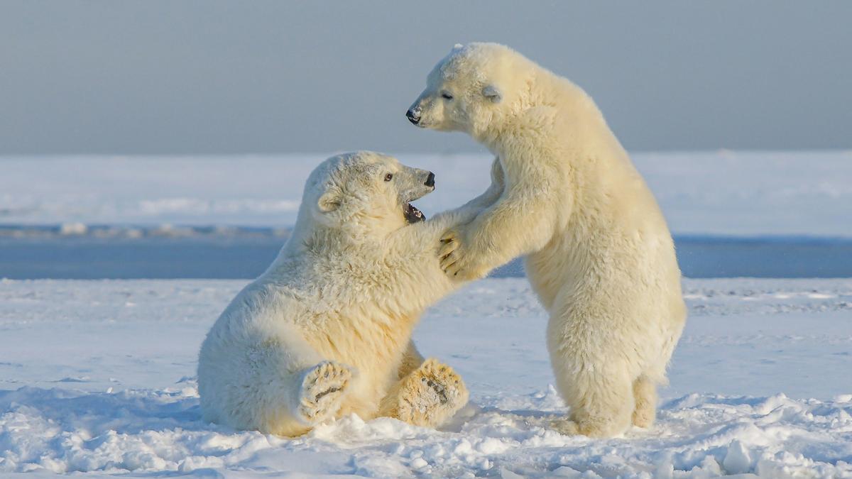 Dos cachorros de oso polar jugando en la nieve.