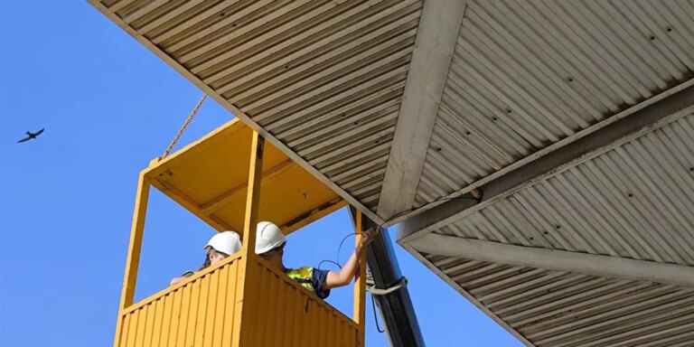 Los vencejos, nuevo obstáculo para la llegada del AVE a Almería en 2026