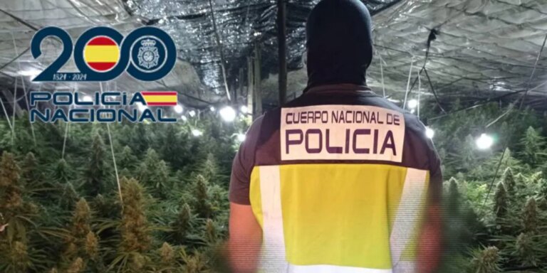 Desarticulan una organización que cultivaba marihuana a gran escala en invernaderos de El Ejido