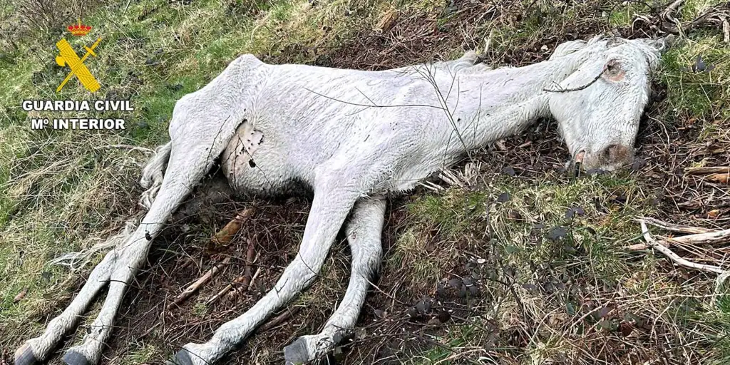Dos investigados por abandonar y dejar morir de hambre a animales