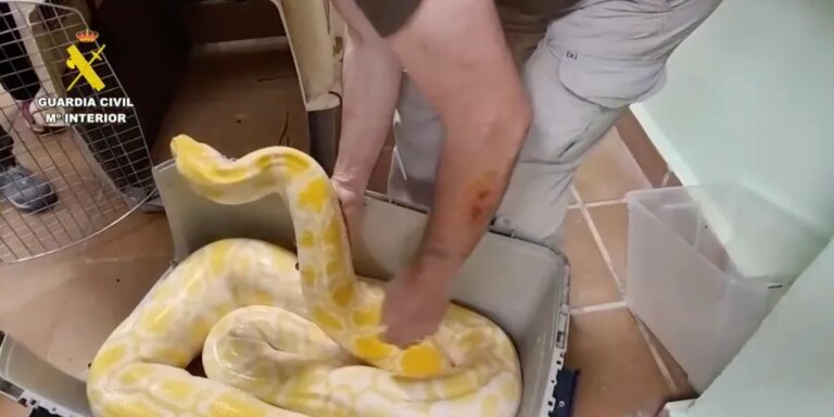 La Guardia Civil se incauta de una boa constrictor, una pitón y una tortuga protegida en una casa de Barcelona