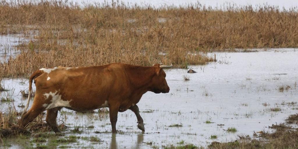 Suben a 46 los focos de lengua azul en ganado en Cataluña