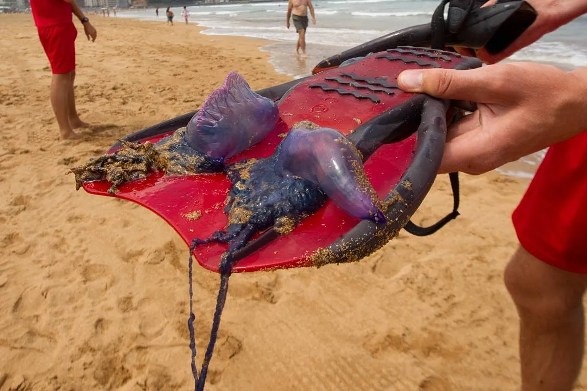 Las carabelas portuguesas llegan a diferentes playas de A Coruña y Carballo