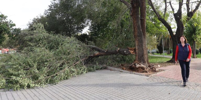 La plantación de los 340 árboles para reponer los dañados por el temporal Bernard, a principios de noviembre