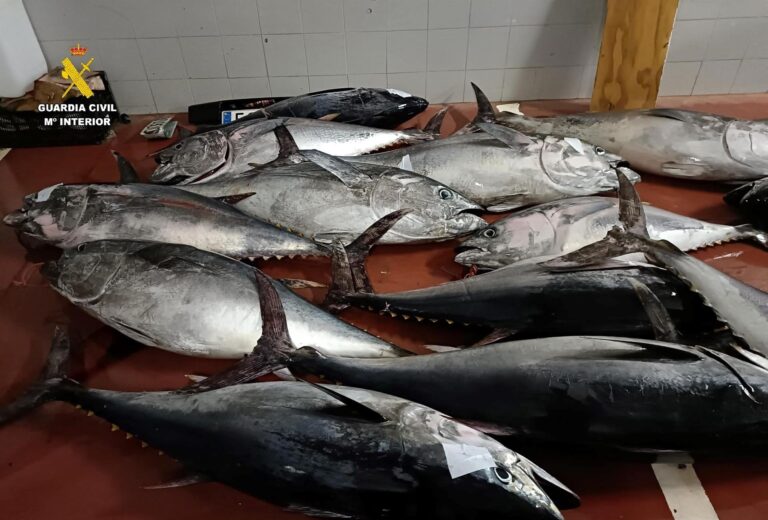 Intervenidos 850 kilos de atún rojo capturado de forma ilegal en una nave de Tarifa
