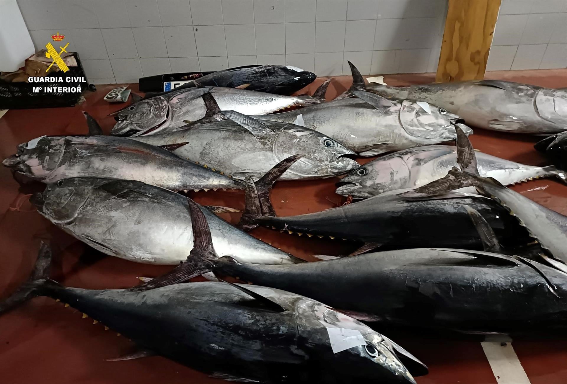 Intervenidos 850 kilos de atún rojo capturado de forma ilegal en una nave de Tarifa