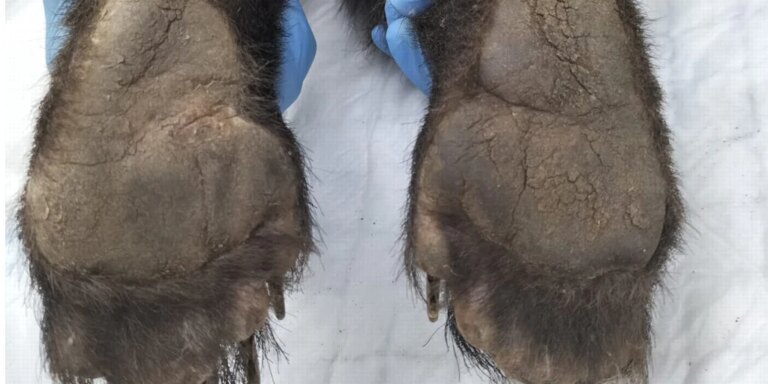 El osezno recogido con quemaduras ha doblado su peso y se valora su traslado al recinto de osos pardos de Valsemana (León)
