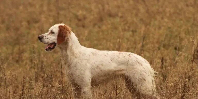 Muere un hombre de 78 años tras ser atacado por un perro cuando paseaba por un pueblo de Palencia