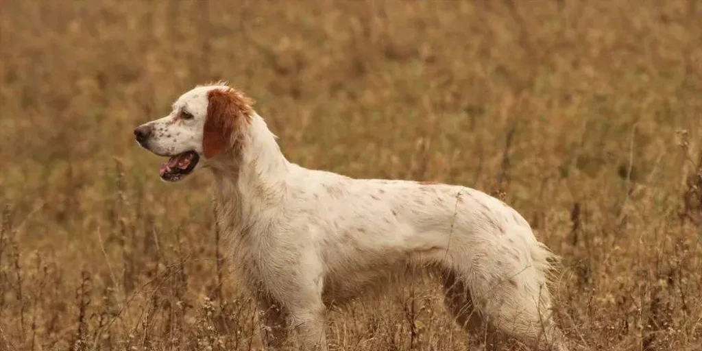 Muere un hombre de 78 años tras ser atacado por un perro cuando paseaba por un pueblo de Palencia