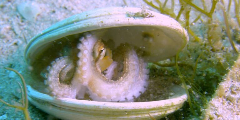 Al descubierto nuevos secretos del ciclo de vida del pulpo común