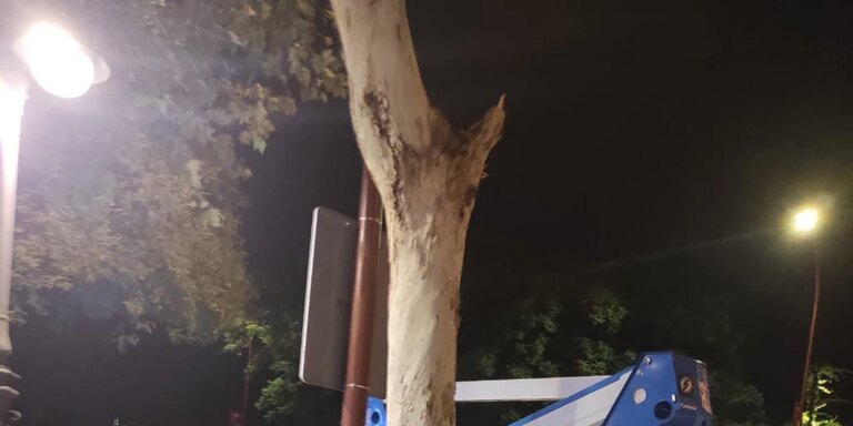 Cae una rama gigantesca en el Paseo Colón la noche antes de la llegada a meta en Sevilla de la Vuelta Ciclista