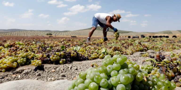 La Diputación de Córdoba presentará los vinos Montilla-Moriles a través de Europe Direct