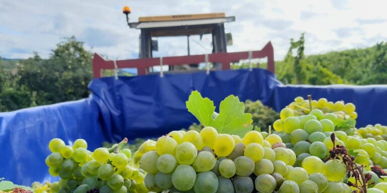 Las uvas de la ira