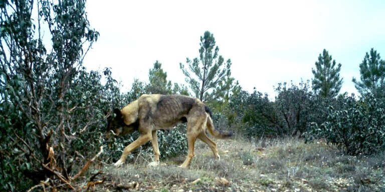 La Junta de Castilla y León celebra que pueda rebajarse la protección del lobo y carga contra el Gobierno