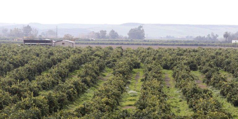 La producción de naranjas en Córdoba será casi el doble del año anterior y llegará a 347.000 toneladas
