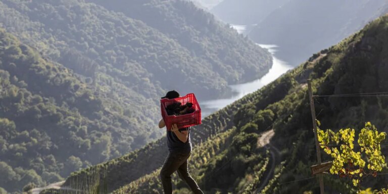 Sudor y canas mantienen viva la viticultura heroica en la Ribeira Sacra