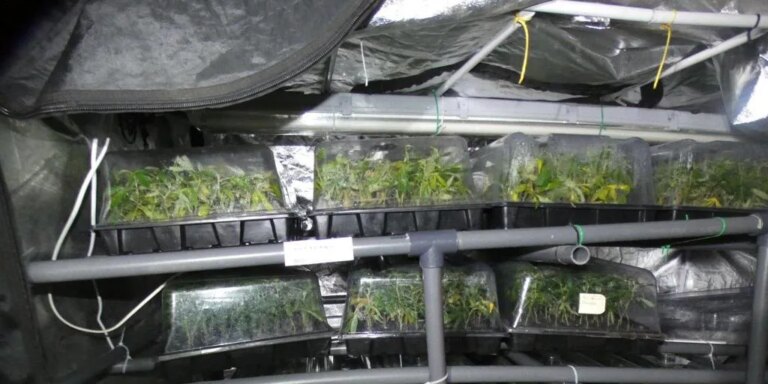 Desmantelan una plantación de 1.590 plantas de marihuana en el Eixample de Barcelona