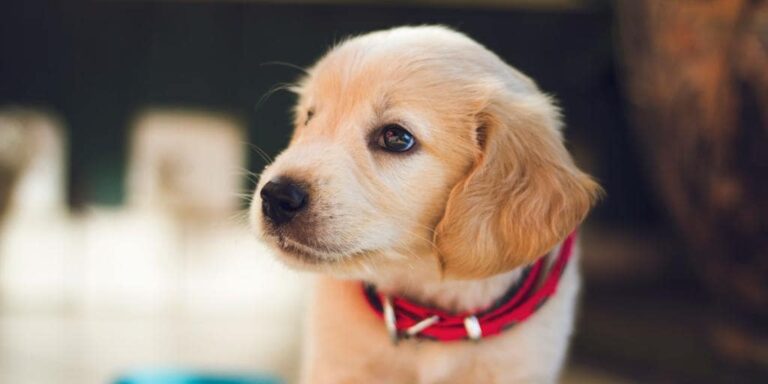 Desde Alcaraz hasta Taylor Swift: estos son los nombres mas populares paras las mascotas en 2024