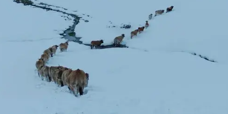 Rescatan un rebaño de 20 vacas que se había perdido en la nieve a 2.000 metros de altitud en Oviedo