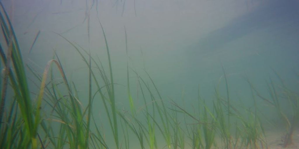 Nuevos efectos de la contaminación en las praderas marinas