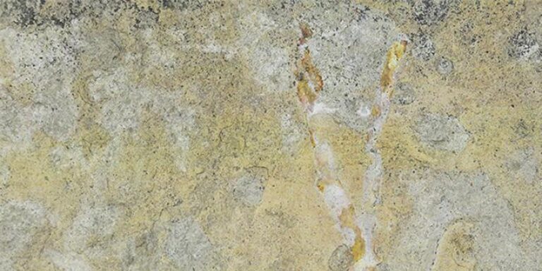 Plantas fósiles de Teruel completan el puzle sobre los ambientes en los que vivían los dinosaurios hace 100 millones de años