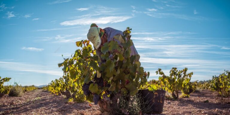 La DOP Jumilla registra la vendimia con menos producción de la historia
