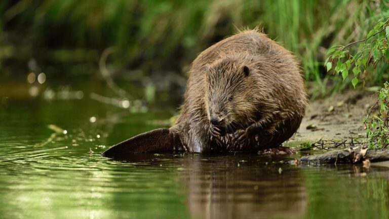 El Periódico2