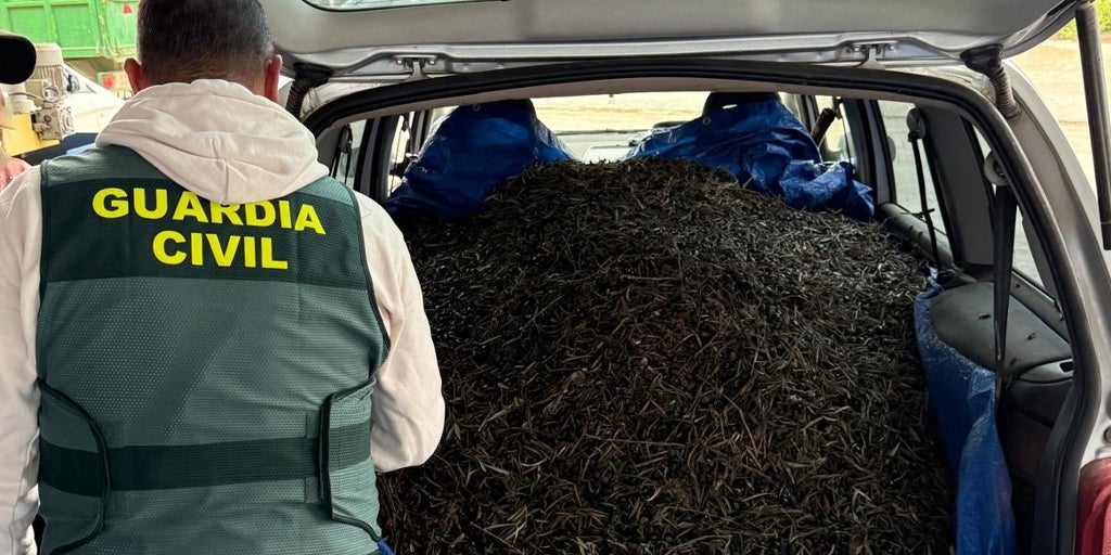 La Guardia Civil recupera casi dos toneladas de aceituna robada y detiene a seis personas en tres operaciones en Córdoba