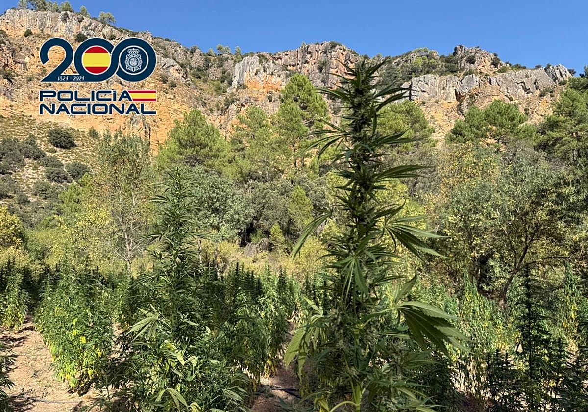 La Policía desmantela dos cultivos de marihuana en áreas montañosas aisladas de Cuenca